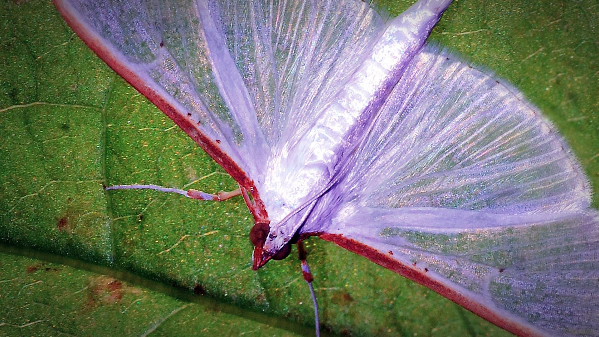 A transparent-winged moth resting on a green leaf, showcasing its delicate structure and coloration. - Olive Oil Times