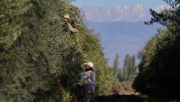 Two individuals harvesting olives from trees in an orchard with mountains in the background. - Olive Oil Times