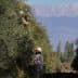 Two individuals harvesting olives from trees in an orchard with mountains in the background. - Olive Oil Times
