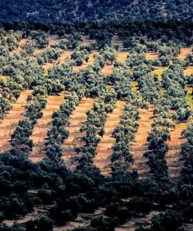 Aerial view of a large olive tree plantation with rows of trees in a patterned layout. - Olive Oil Times