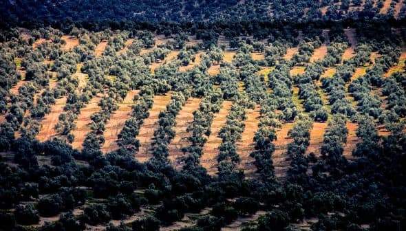 Aerial view of a large olive tree plantation with rows of trees in a patterned layout. - Olive Oil Times