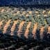 Aerial view of a large olive tree plantation with rows of trees in a patterned layout. - Olive Oil Times