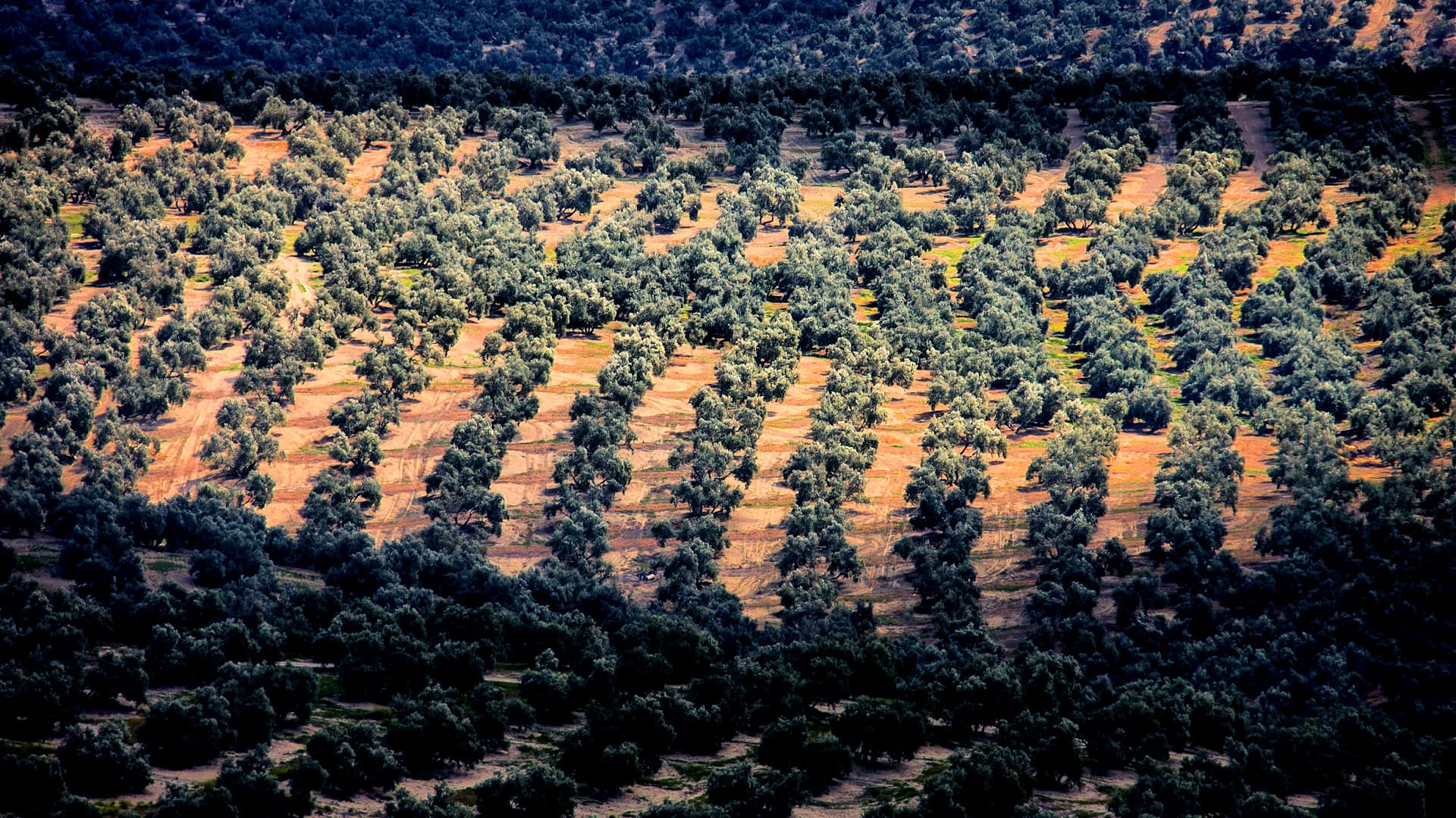 Aerial view of a large olive tree plantation with rows of trees in a patterned layout. - Olive Oil Times