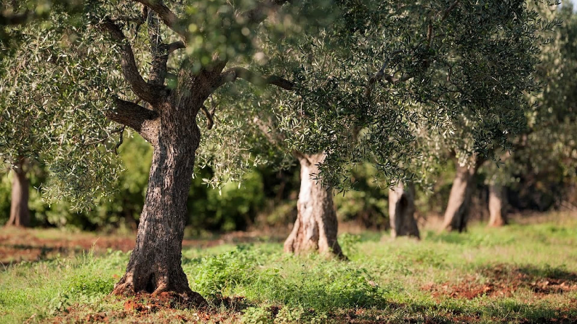 Several olive trees with thick trunks and green leaves in a field setting. - Olive Oil Times