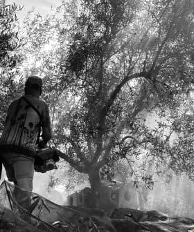 Individual capturing images of olive trees in a black and white setting with a camera. - Olive Oil Times