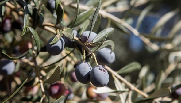 Close-up of an olive branch featuring ripe black and green olives among green leaves. - Olive Oil Times