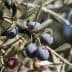 Close-up of an olive branch featuring ripe black and green olives among green leaves. - Olive Oil Times