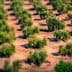 Aerial view of a cultivated olive grove with rows of olive trees in a field. - Olive Oil Times