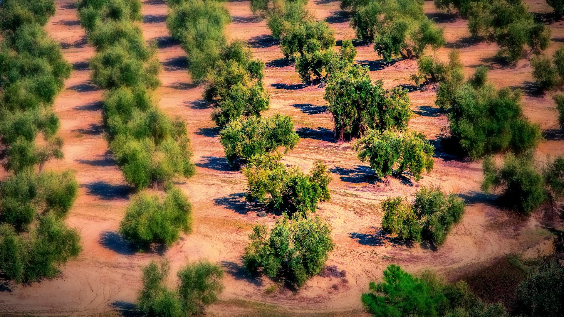 Aerial view of a cultivated olive grove with rows of olive trees in a field. - Olive Oil Times