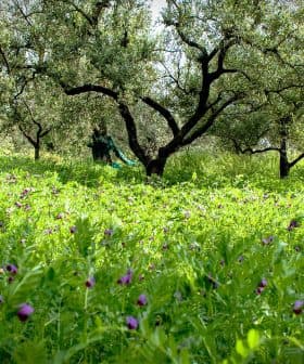 A grove of olive trees surrounded by a field of green grass and wildflowers. - Olive Oil Times