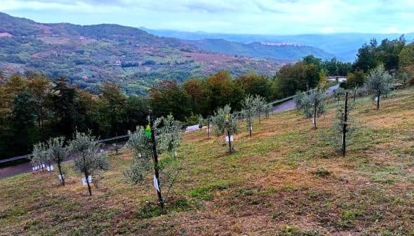 A hillside with young olive trees planted in rows, surrounded by greenery and distant mountains. - Olive Oil Times
