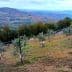 A hillside with young olive trees planted in rows, surrounded by greenery and distant mountains. - Olive Oil Times