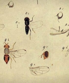 Illustration featuring multiple insect specimens with detailed anatomical features and labels. - Olive Oil Times