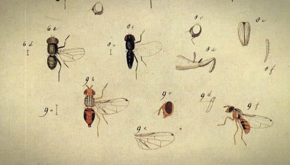 Illustration featuring multiple insect specimens with detailed anatomical features and labels. - Olive Oil Times