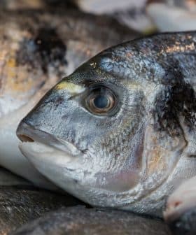 Close-up view of a fresh fish with shiny scales and a prominent eye among other fish. - Olive Oil Times