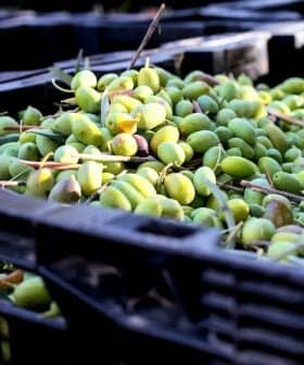 Crates filled with freshly harvested green olives, showcasing their natural color and texture. - Olive Oil Times