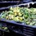 Crates filled with freshly harvested green olives, showcasing their natural color and texture. - Olive Oil Times