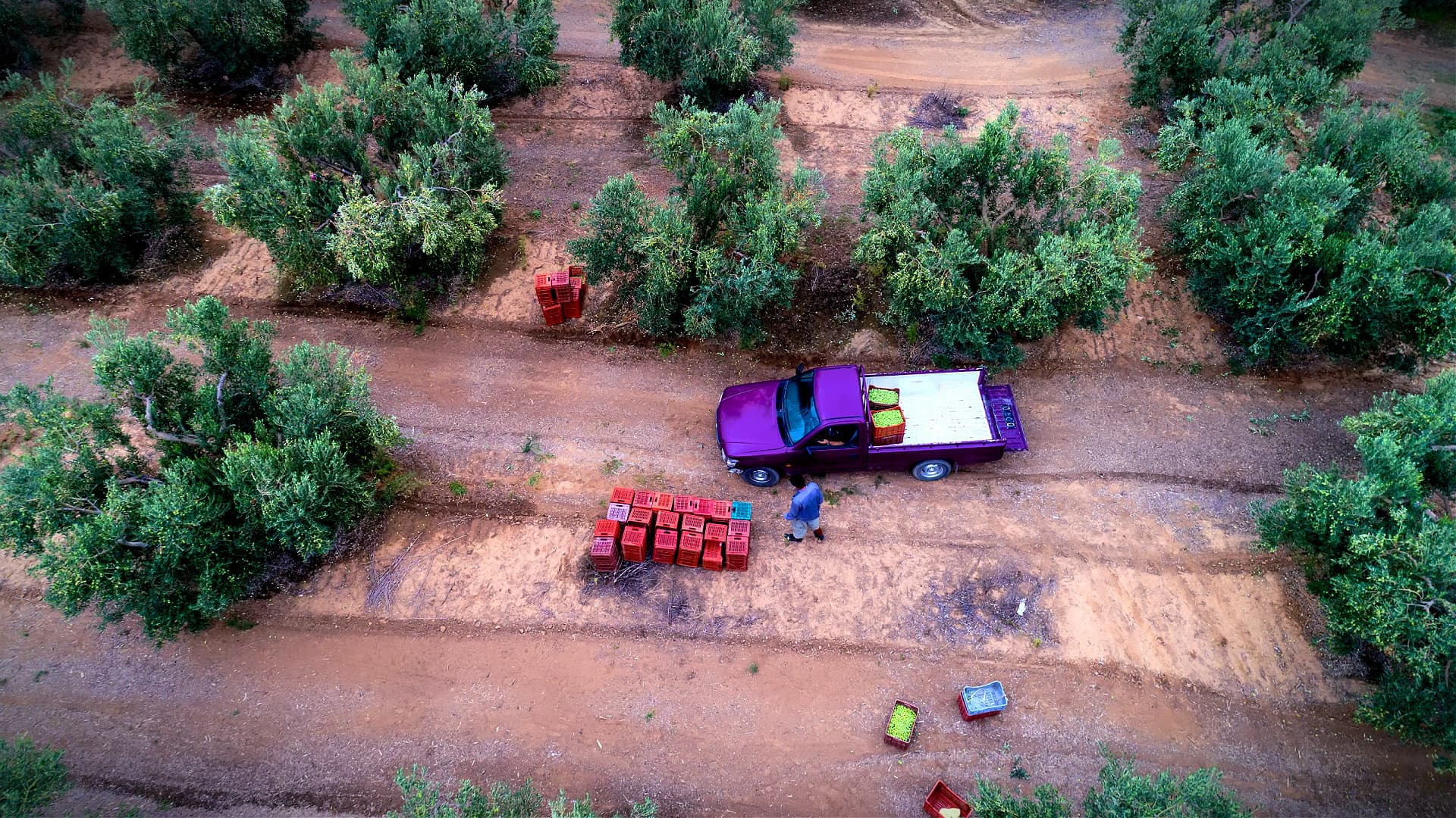 Aerial view of a truck parked in an olive grove with harvesting crates on the ground. - Olive Oil Times
