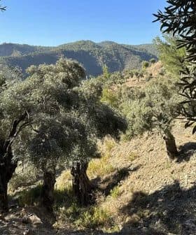 Group of olive trees growing on a hillside with mountains in the background. - Olive Oil Times