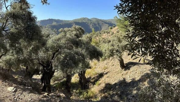 Group of olive trees growing on a hillside with mountains in the background. - Olive Oil Times