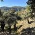 Group of olive trees growing on a hillside with mountains in the background. - Olive Oil Times
