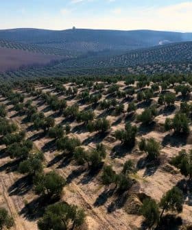 Aerial view of a large olive grove with neatly arranged trees and rows in a hilly terrain. - Olive Oil Times
