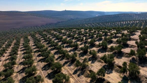 Aerial view of a large olive grove with neatly arranged trees and rows in a hilly terrain. - Olive Oil Times