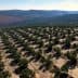 Aerial view of a large olive grove with neatly arranged trees and rows in a hilly terrain. - Olive Oil Times