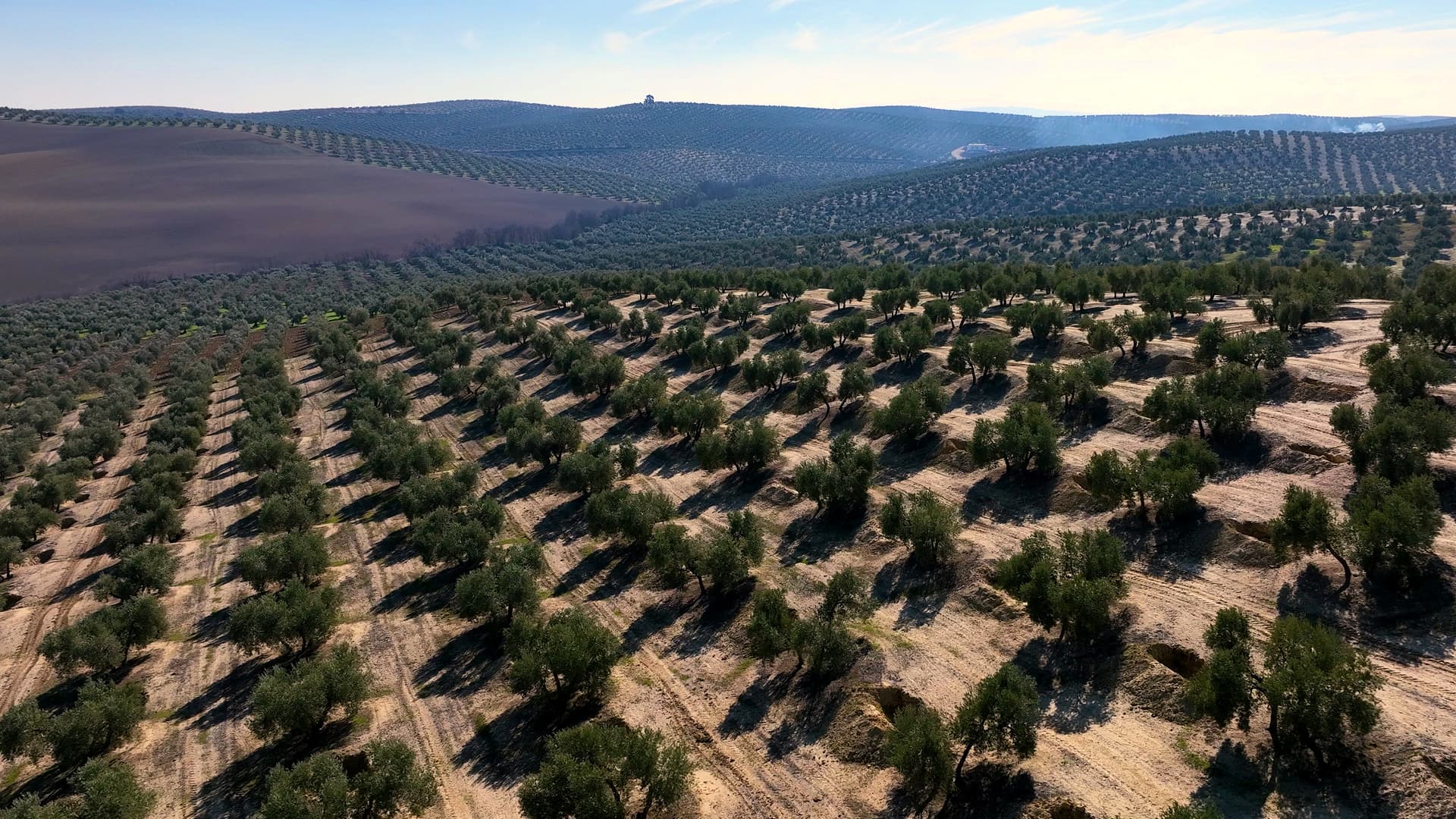 Aerial view of a large olive grove with neatly arranged trees and rows in a hilly terrain. - Olive Oil Times