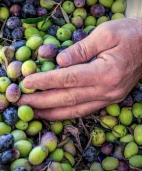 A hand reaching towards a pile of green and black olives on a surface. - Olive Oil Times