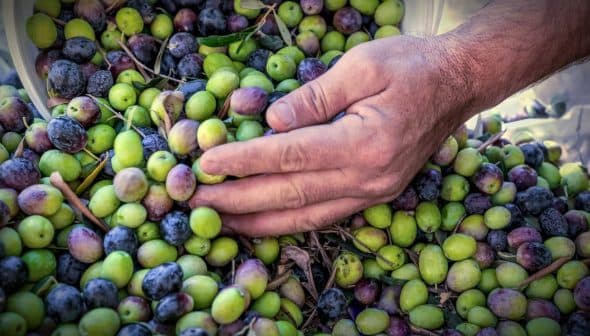 A hand reaching towards a pile of green and black olives on a surface. - Olive Oil Times