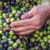 A hand reaching towards a pile of green and black olives on a surface. - Olive Oil Times