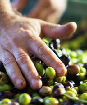 A hand sorting through a mixture of green and black olives in a collection. - Olive Oil Times