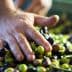 A hand sorting through a mixture of green and black olives in a collection. - Olive Oil Times
