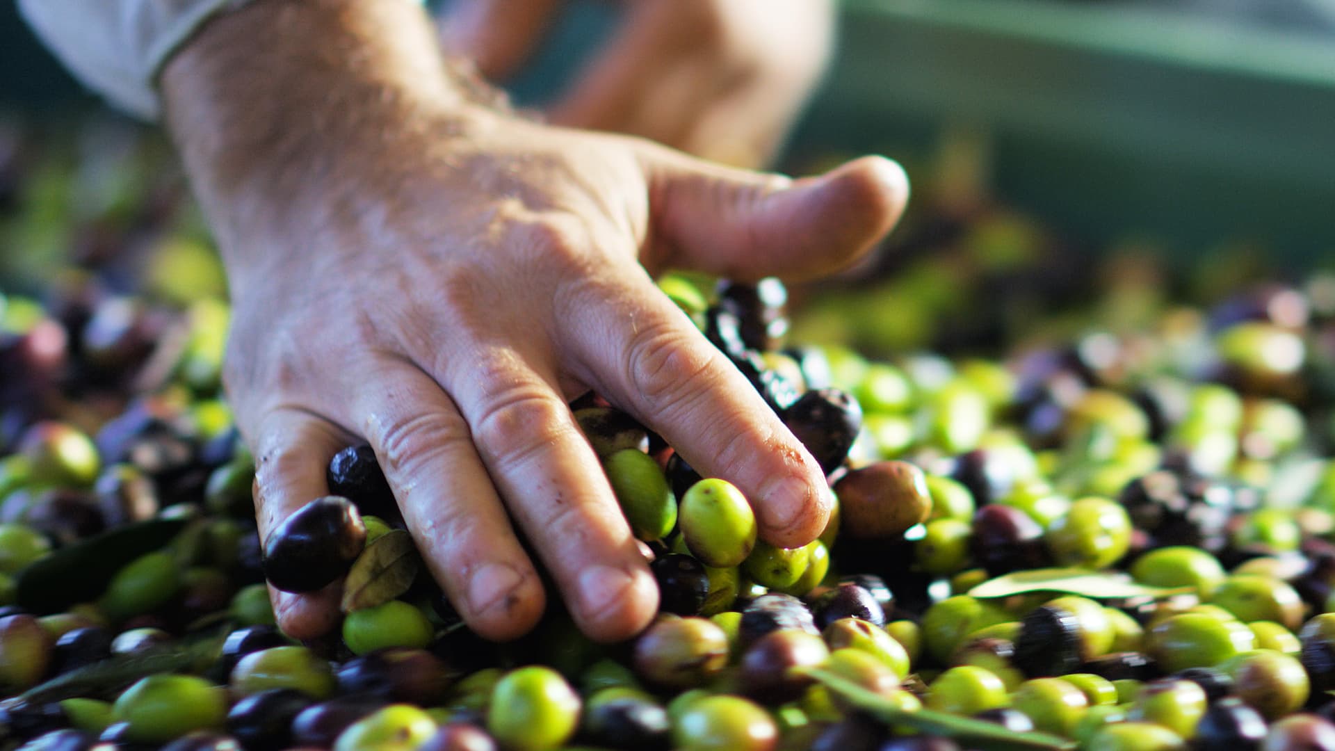 A hand sorting through a mixture of green and black olives in a collection. - Olive Oil Times