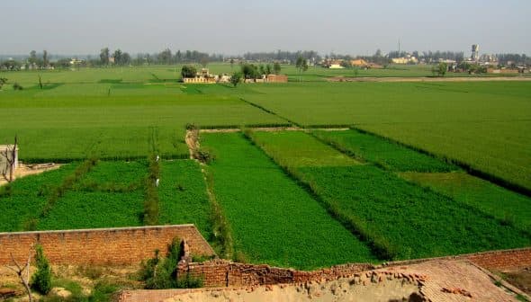 Expansive green agricultural fields with varying shades of crops in a rural landscape. - Olive Oil Times