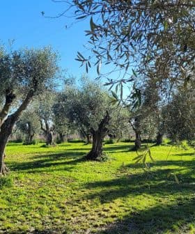 A landscape featuring several mature olive trees in a green field under a clear blue sky. - Olive Oil Times