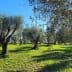 A landscape featuring several mature olive trees in a green field under a clear blue sky. - Olive Oil Times