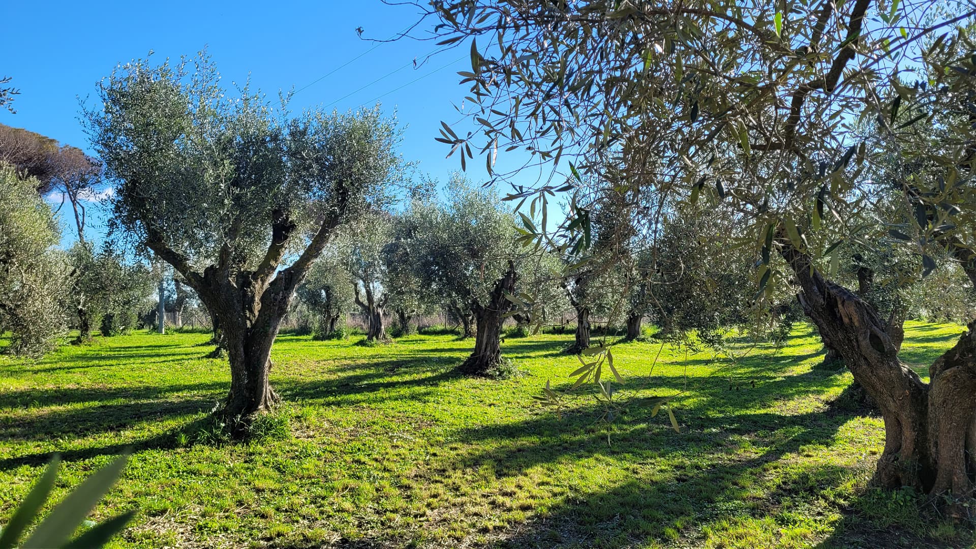 A landscape featuring several mature olive trees in a green field under a clear blue sky. - Olive Oil Times