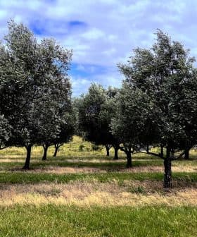 Row of olive trees with green foliage in a grassy field under a cloudy sky. - Olive Oil Times