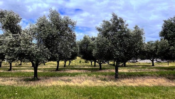 Row of olive trees with green foliage in a grassy field under a cloudy sky. - Olive Oil Times