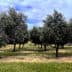 Row of olive trees with green foliage in a grassy field under a cloudy sky. - Olive Oil Times