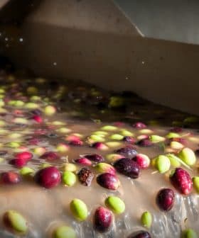 Freshly harvested olives flowing through a processing machine during olive oil production. - Olive Oil Times
