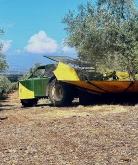 Olive harvesting machine with a yellow and green cover parked in an olive grove. - Olive Oil Times
