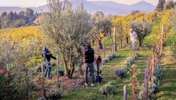 People harvesting olives from trees in an orchard during daylight hours. - Olive Oil Times