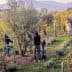 People harvesting olives from trees in an orchard during daylight hours. - Olive Oil Times