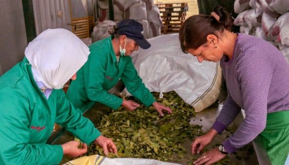 Three individuals sorting leaves on a table in a processing facility. - Olive Oil Times