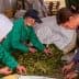 Three individuals sorting leaves on a table in a processing facility. - Olive Oil Times
