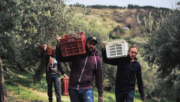 Two men carrying baskets filled with olives during the harvest season in an olive grove. - Olive Oil Times