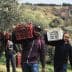Two men carrying baskets filled with olives during the harvest season in an olive grove. - Olive Oil Times